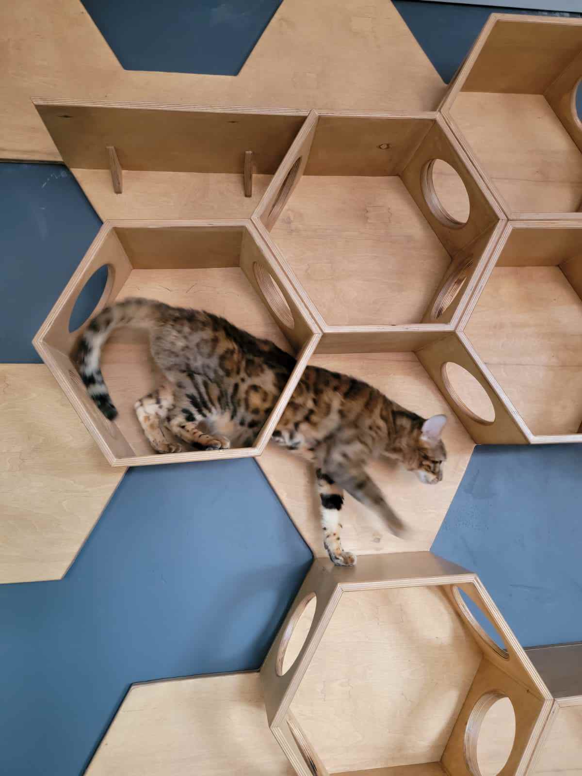 Квартира для молодой пары и их котиков