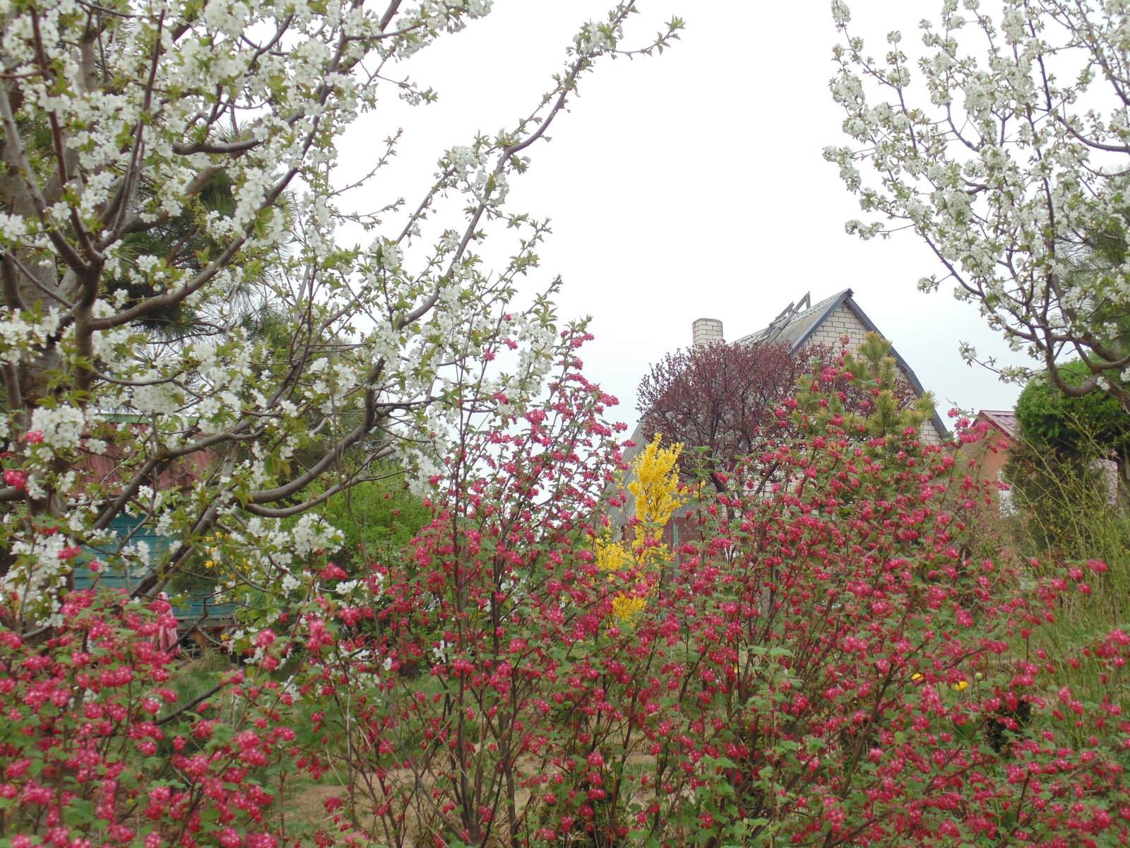 Наш собственный сад