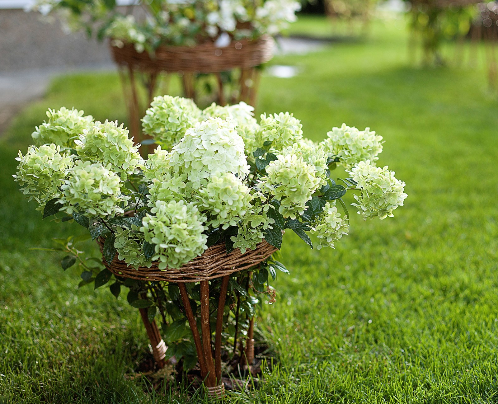 Вавиловец 1