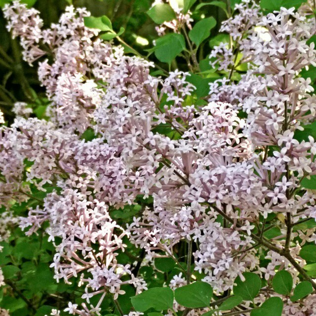 Как правильно: Выбрать и посадить сирень в своем саду