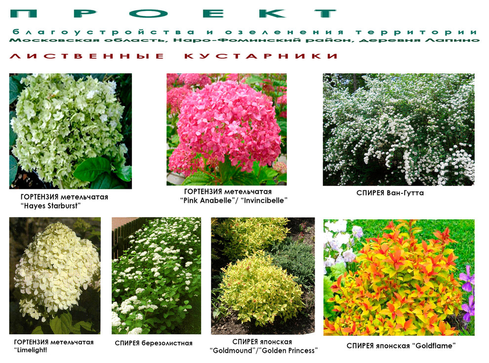 Дизайн дачного участка с садом - декоративные кустарники - видеоряд.