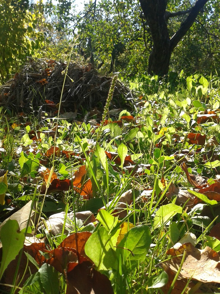 Что делать: Весенняя обработка сада от вредителей