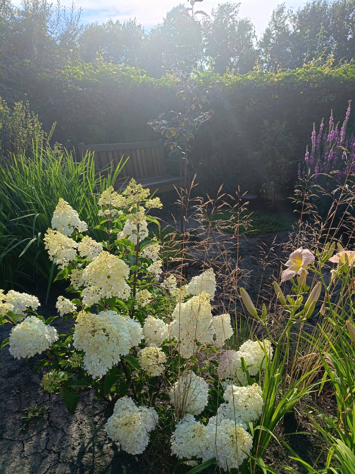 Современный цветник