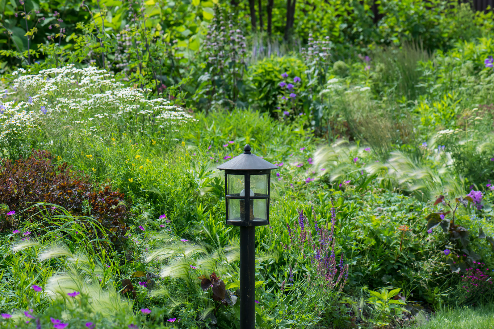 Цветник в  природном стиле  (" New Perennials"  или "Новая волна")