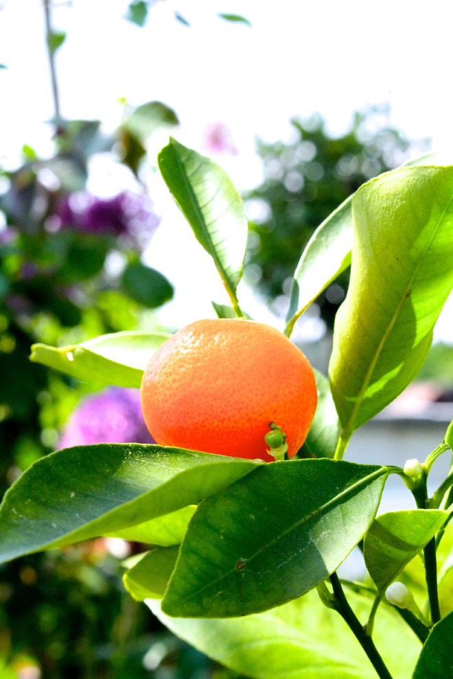 Houzz Германия: Цветущий сад на крыше в Берлине