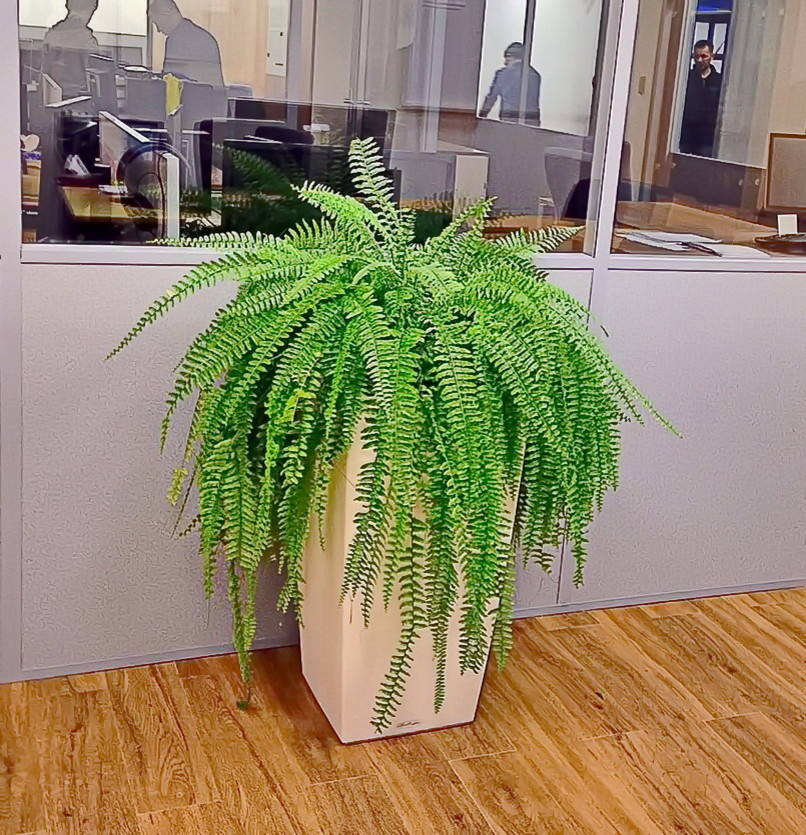 Озеленение автосалона Тойота Владивосток