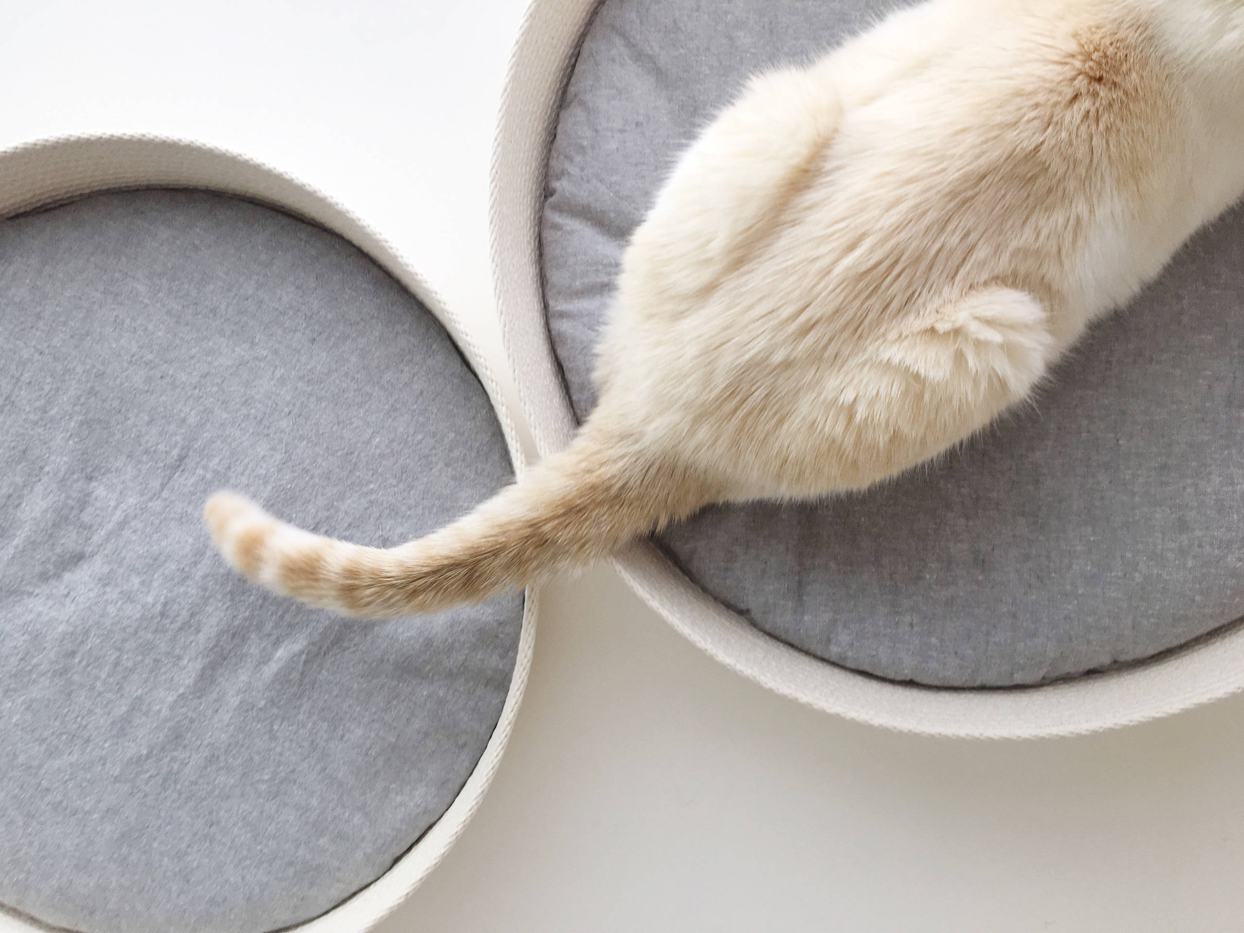 Кот в доме: Что делать, если начались проблемы