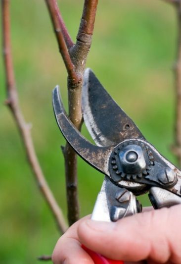 Азы садовода: Обрезка плодовых деревьев и кустарников