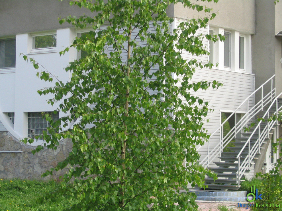 Дом в Павловске