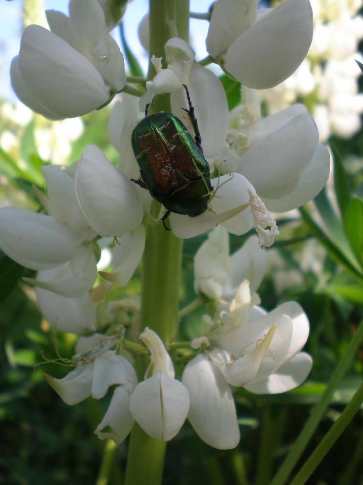 Природное земледелие на садовом участке: Что делать, что нет