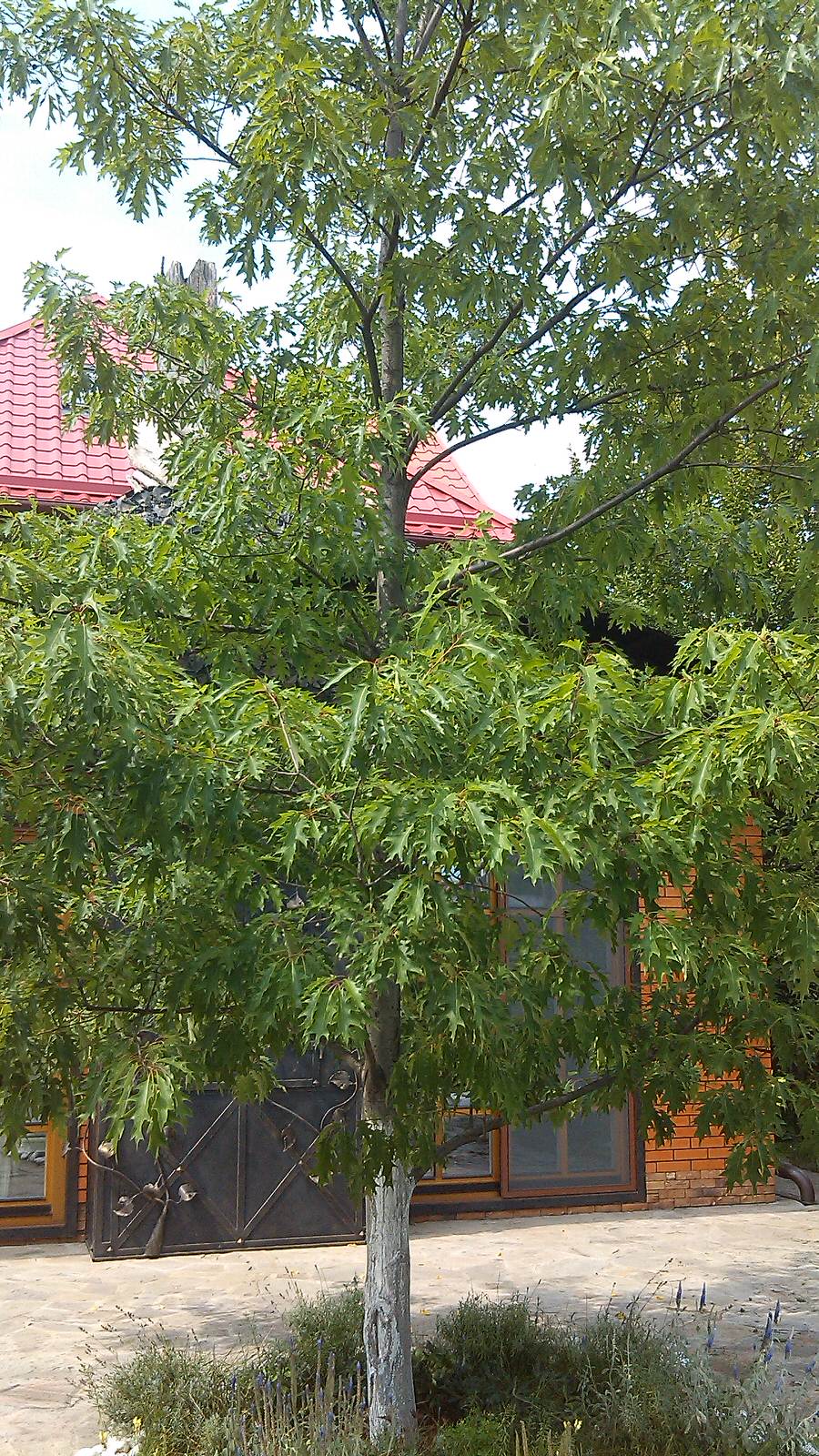 Обложка проекта: Домик среди старых дач