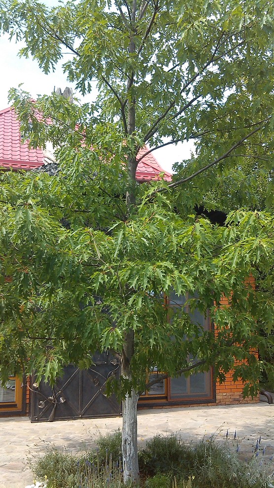 Обложка проекта: Домик среди старых дач