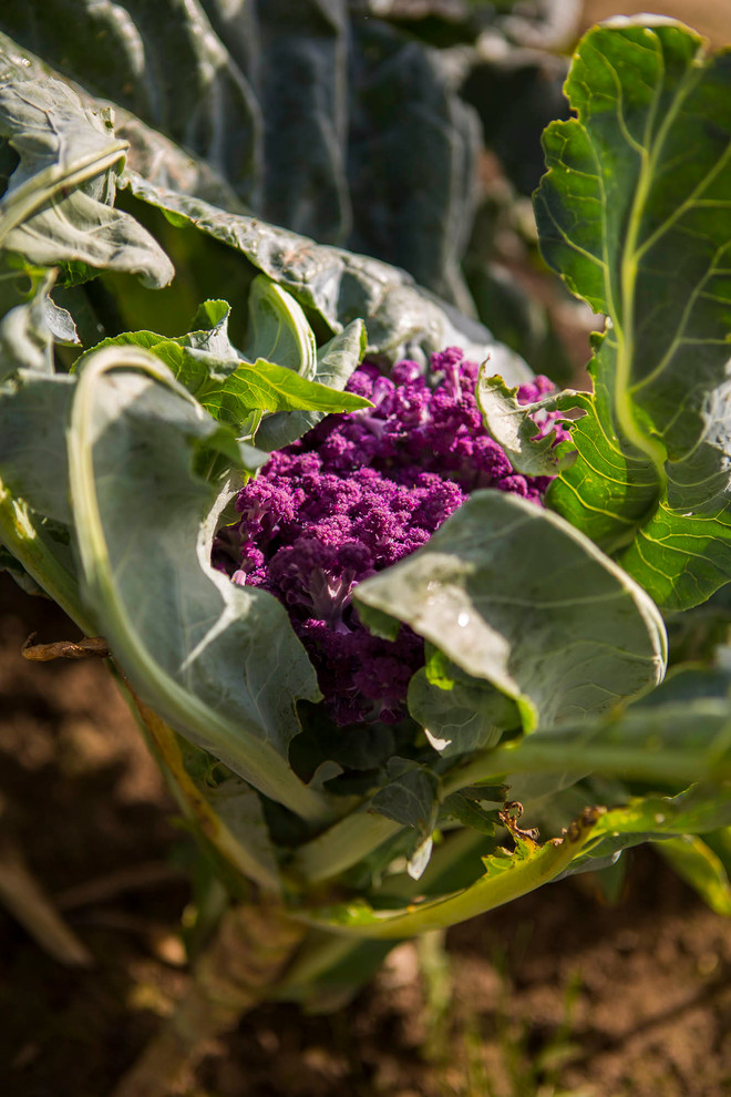 Мир дизайна: 10 огородников-любителей показывают урожай со своих грядок