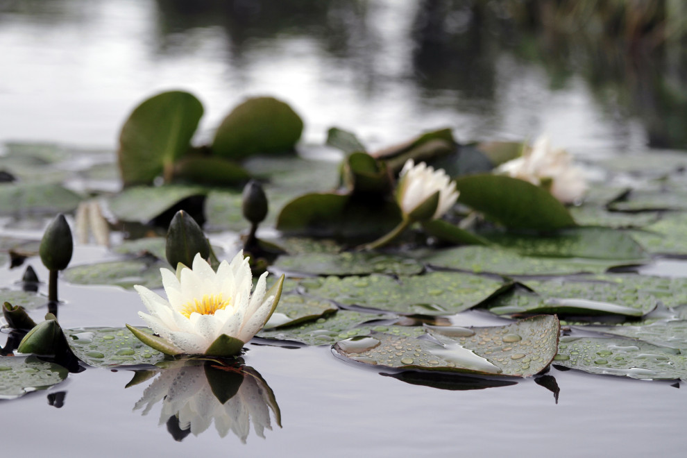 Геометрия природы Moscow Flower Show 2017