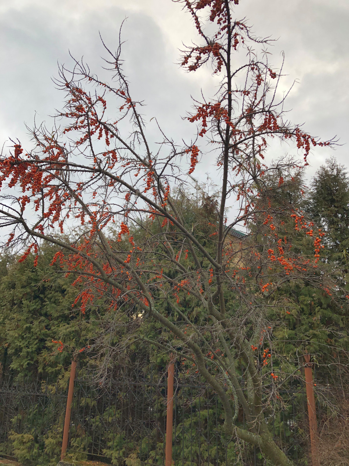 Обложка проекта: Посёлок «Приозерный» ноябрь 2021