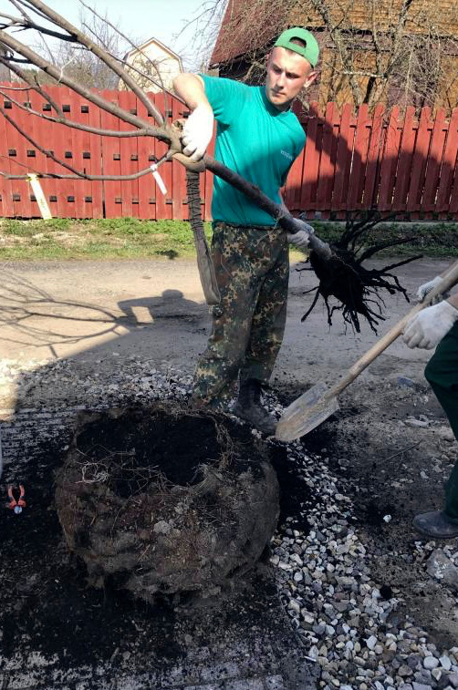 Вопрос: Как выбирать растения для сада