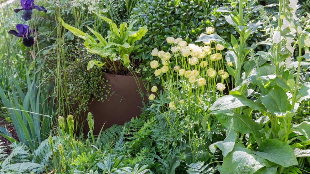 Уроки Chelsea Flower Show: Модные растения 2018 года