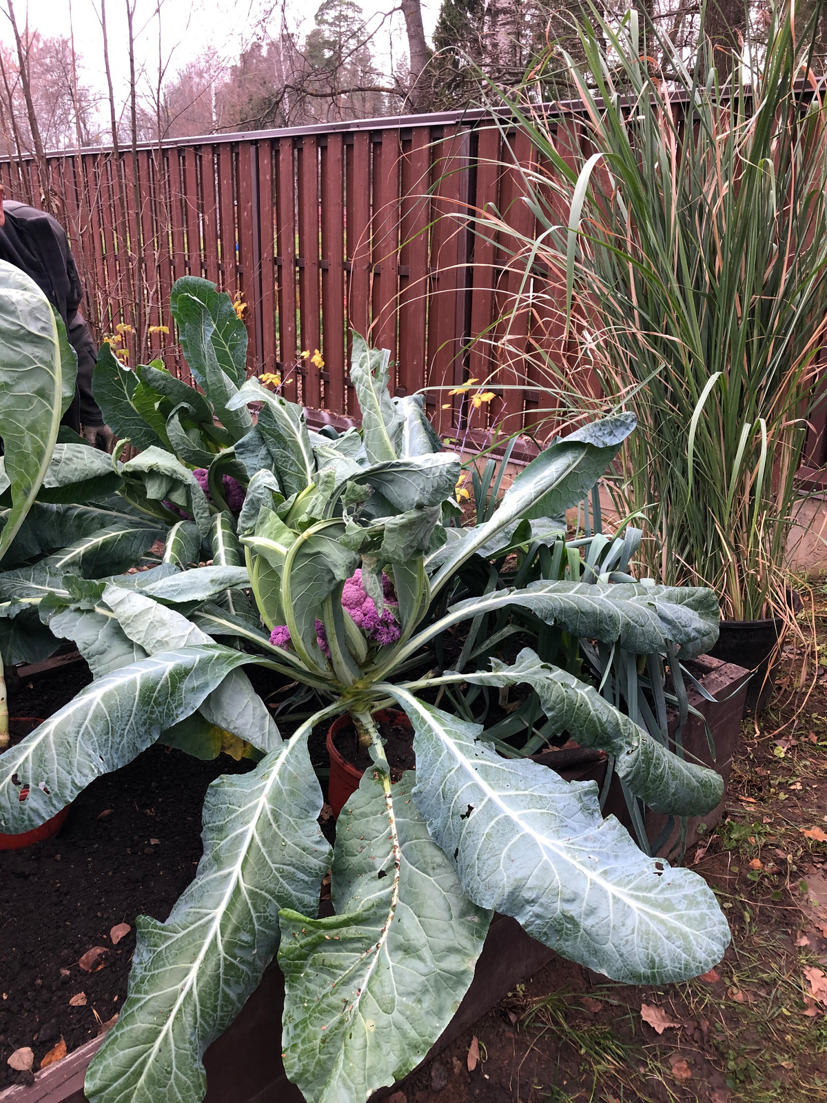 Обложка проекта: Телевизионный проект на канале Усадьба Огород от кутюр