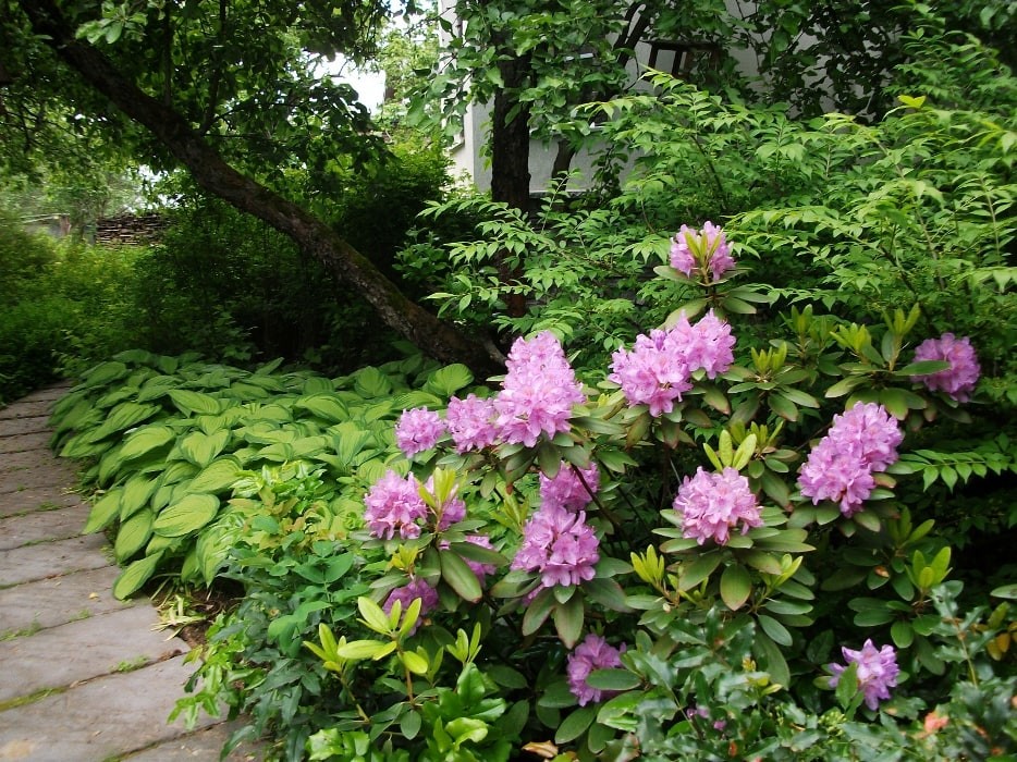 Минское шоссе. 22 сотки. Реконструкция сада.