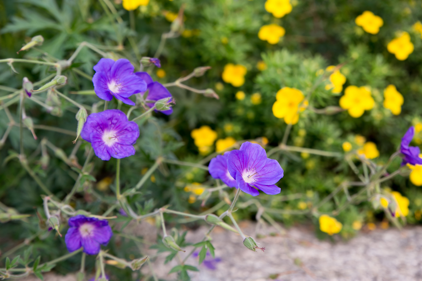 Портреты растений