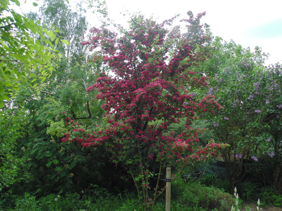 Наш собственный сад