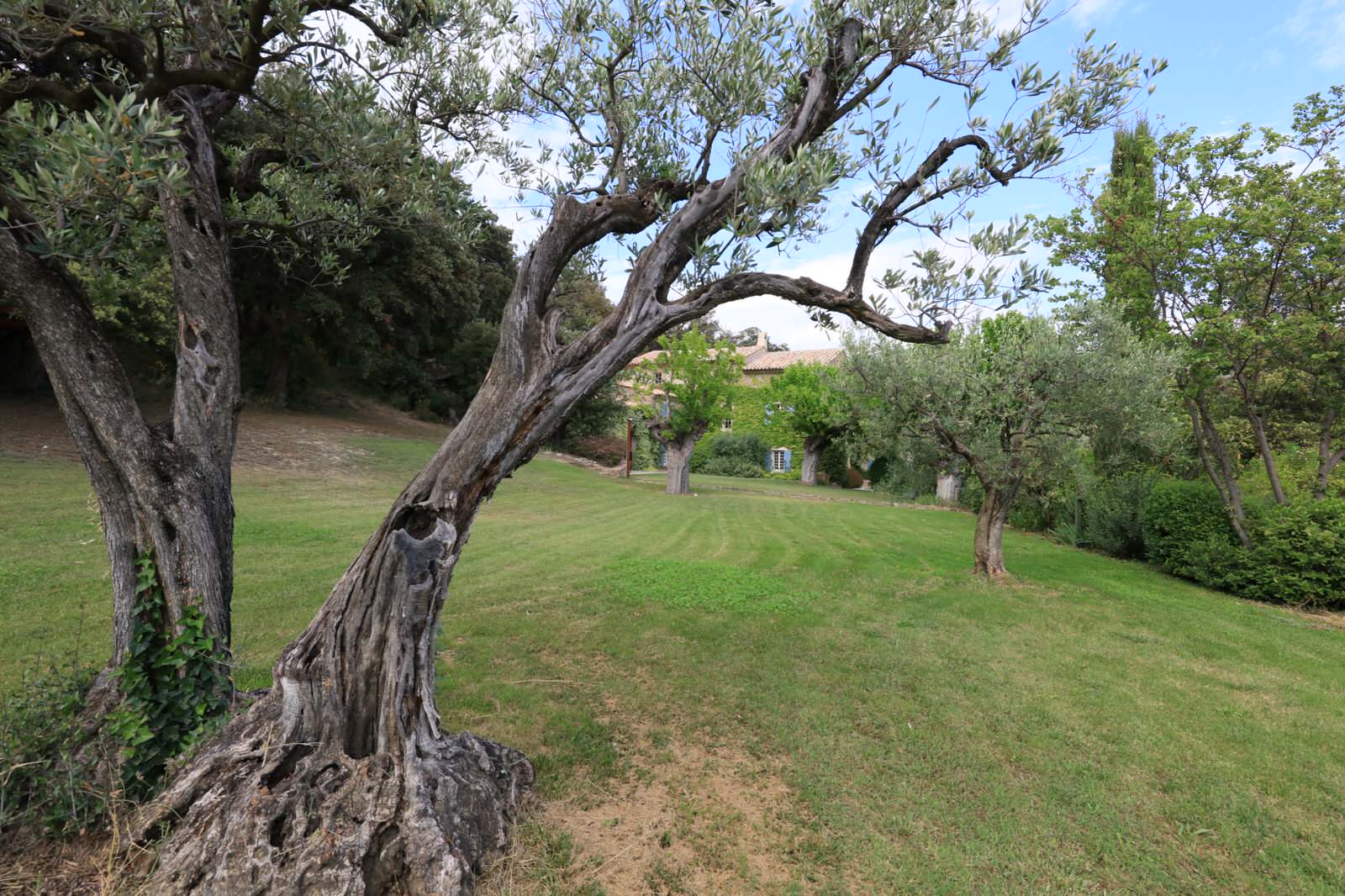 Зрелый сад: Как организовать уход за деревьями