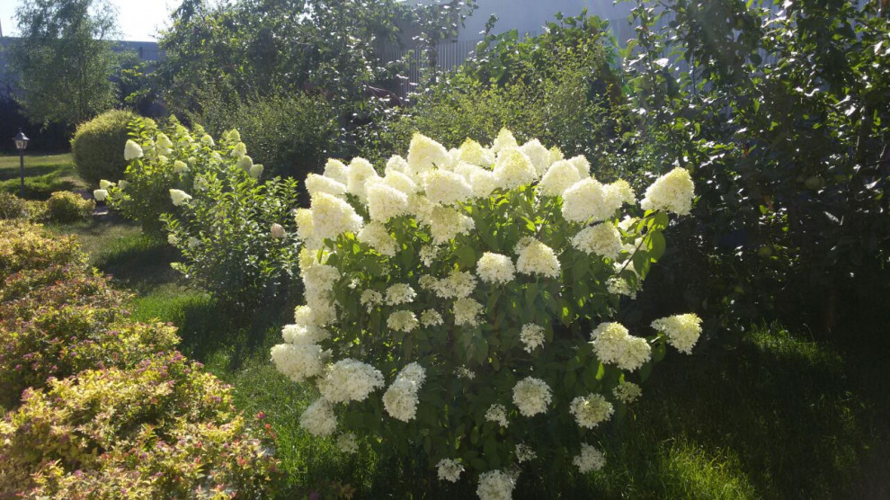 Сад для двоих