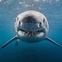 Byrjuybnj Ytbpdtcnysq