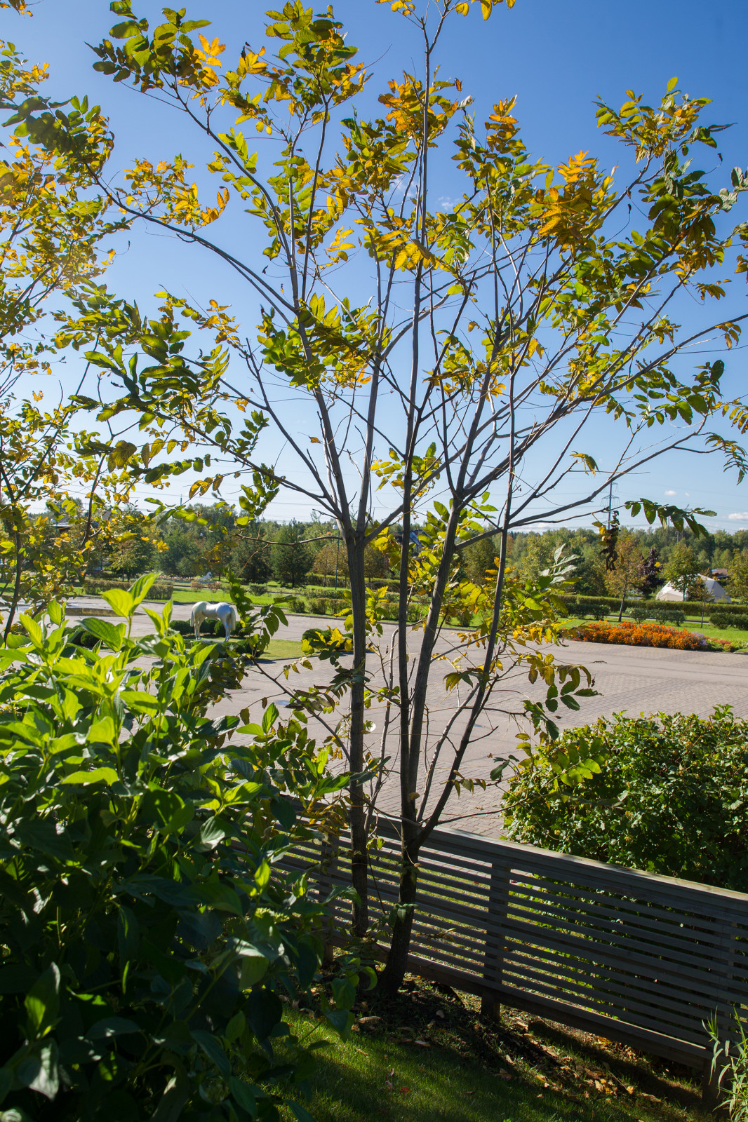 Сад на Пятницком шоссе.  Дизайнер Лариса Юрова