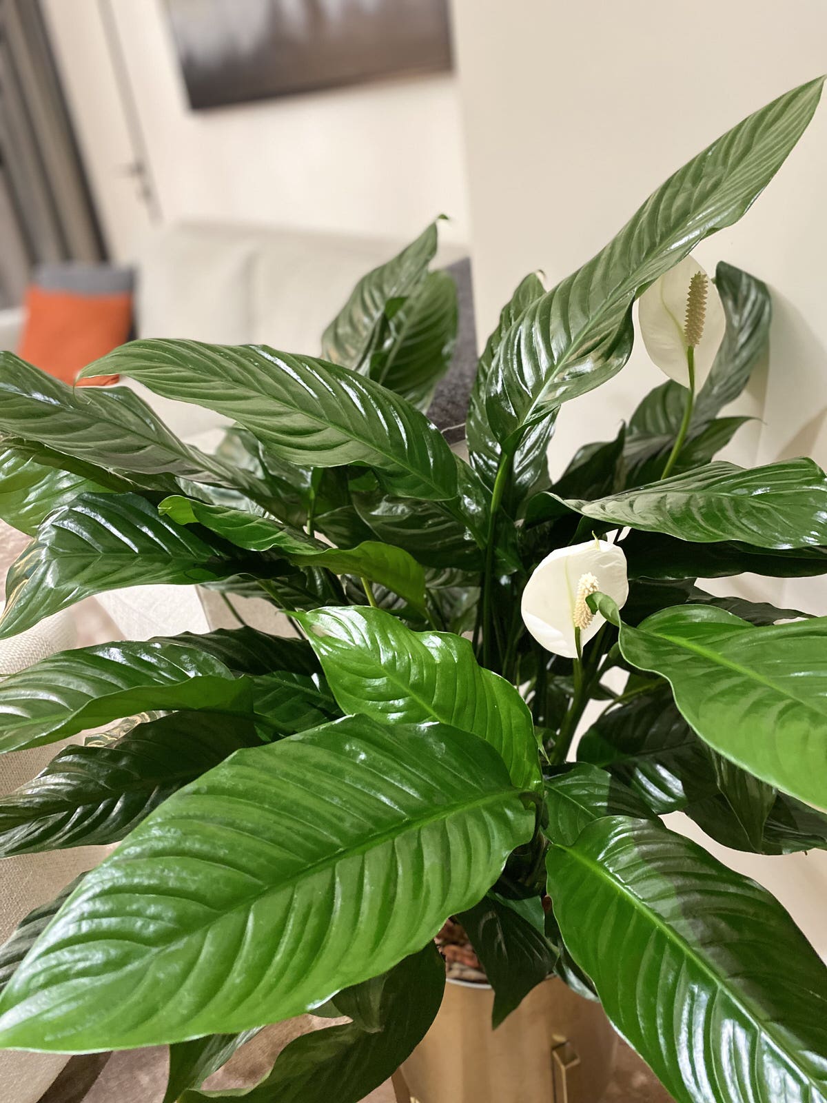 Озеленение интерьера