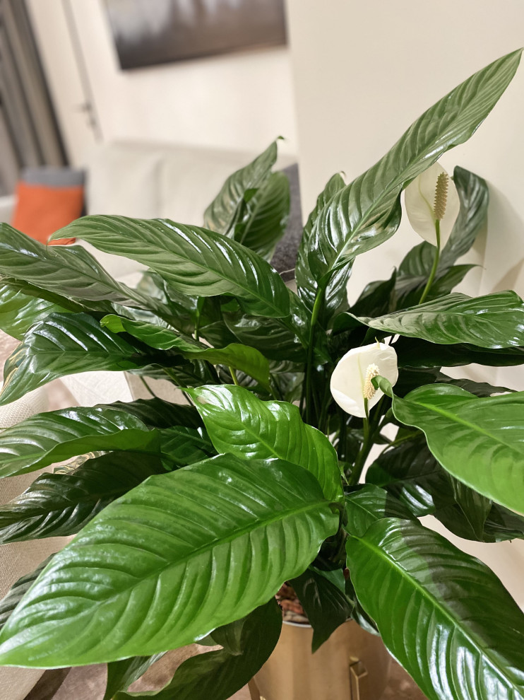 Озеленение интерьера