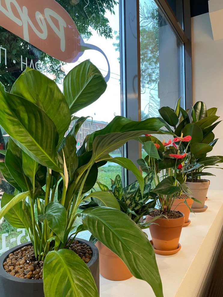 Обложка проекта: Пиццерия Peperoni г. Санкт-Петербург