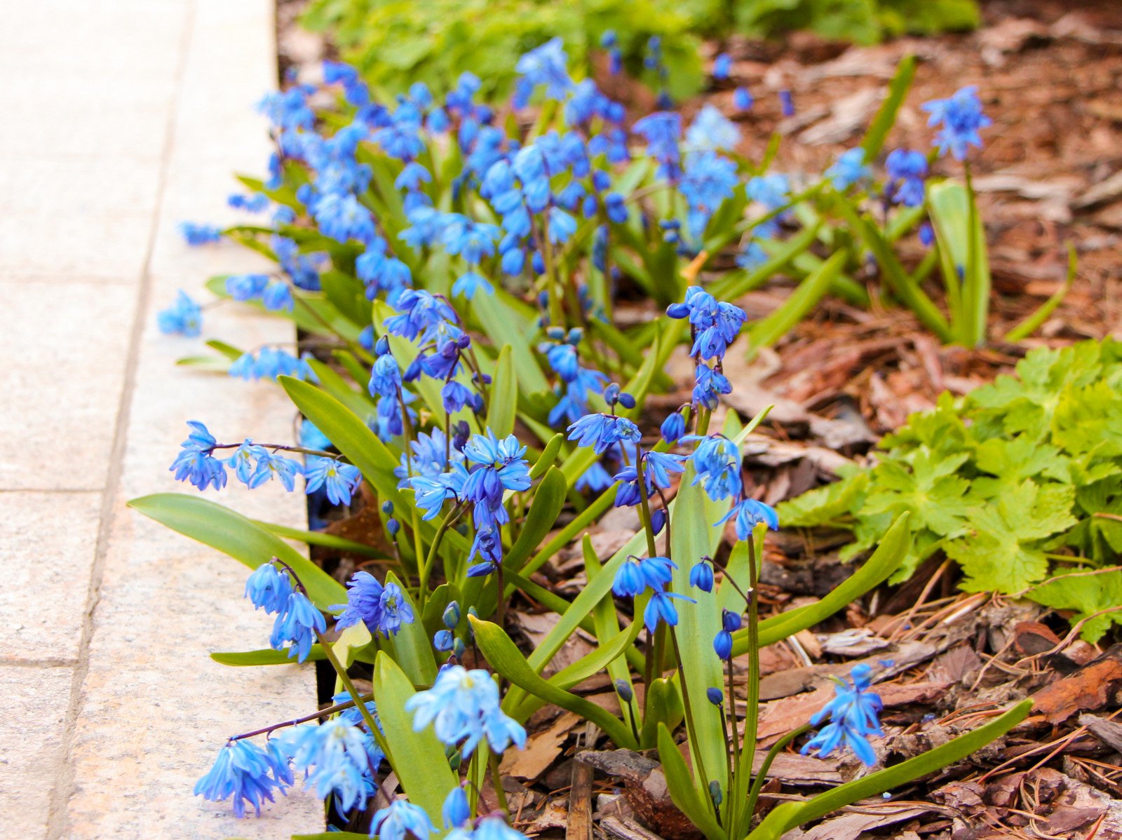 Горки-10, 2017-2020 г.г.