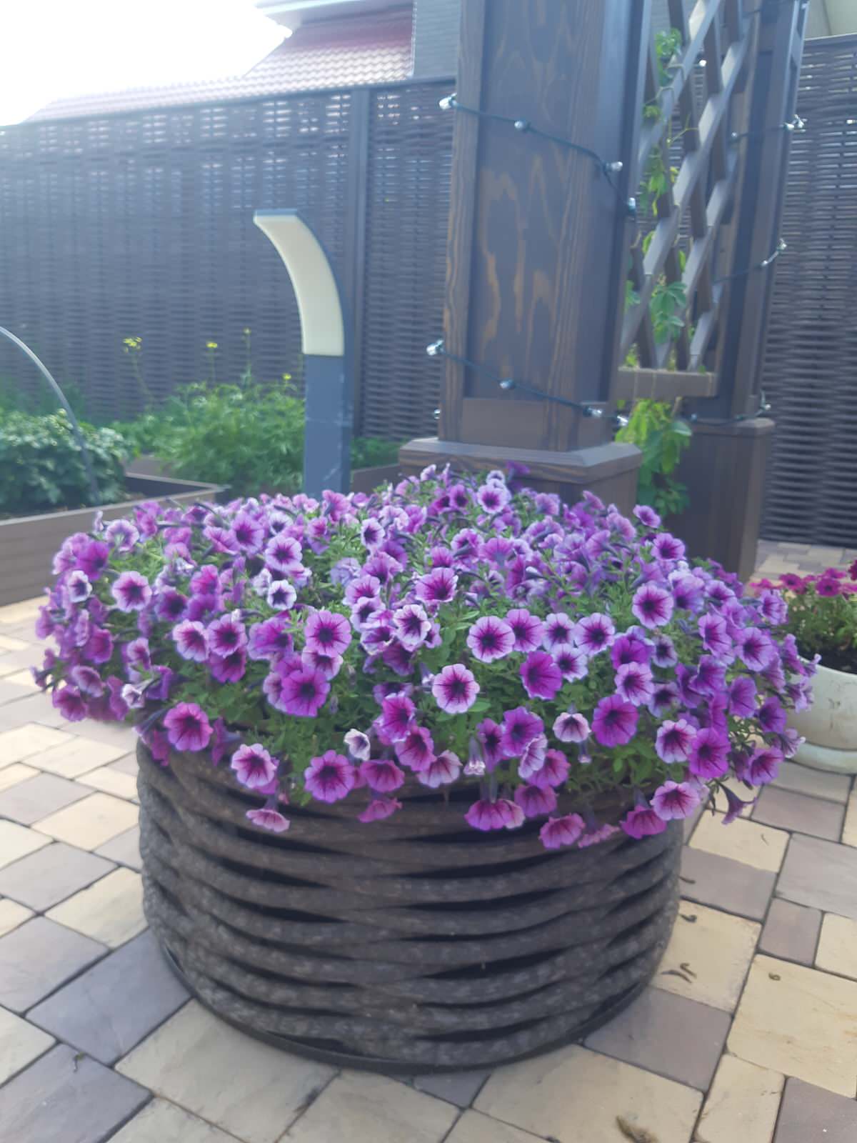 Серебрянный бор - 3