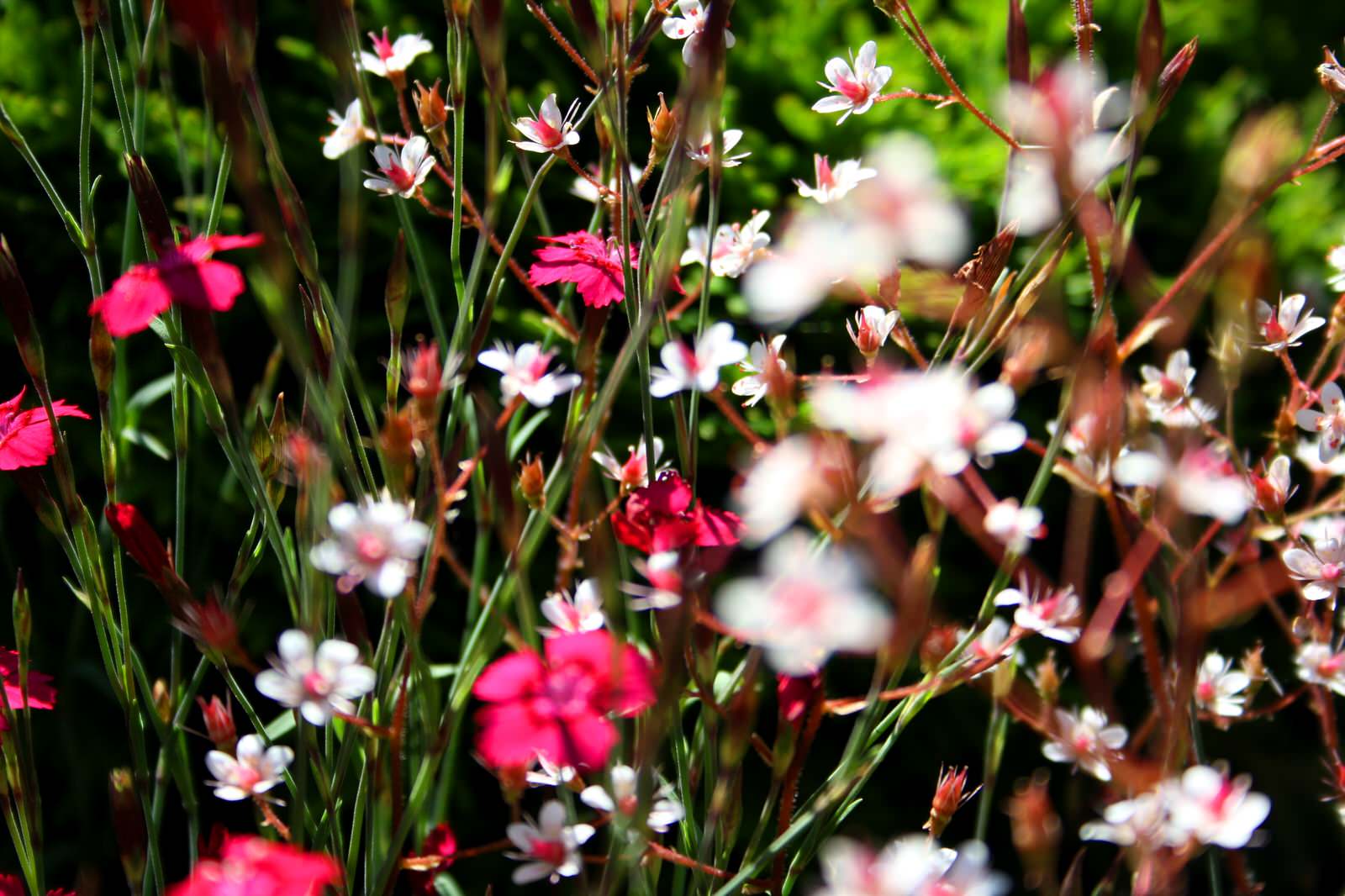 Альпинарий