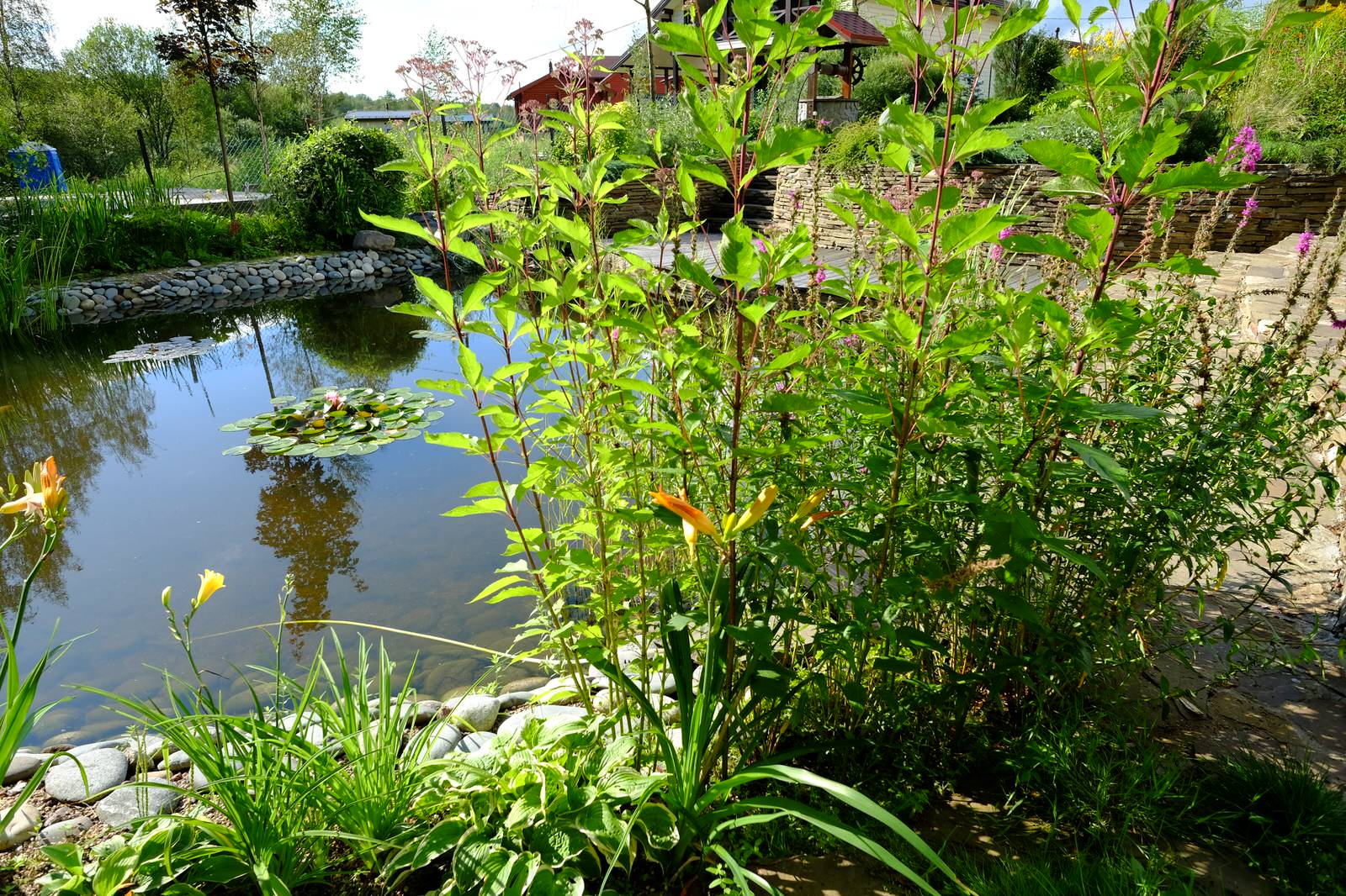 Зеркальный Ландшафтное проектирование