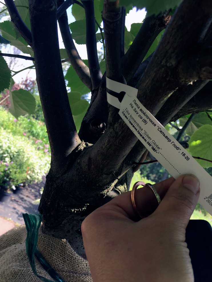 Вопрос: Как выбирать растения для сада