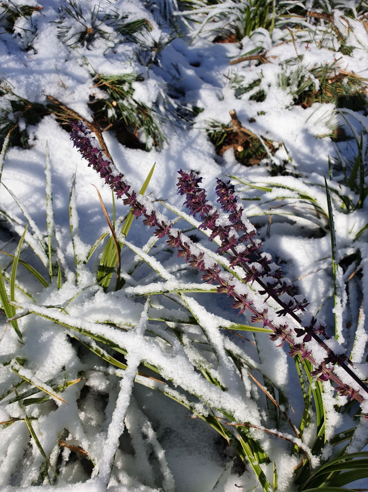 Частный сад в Самарской области