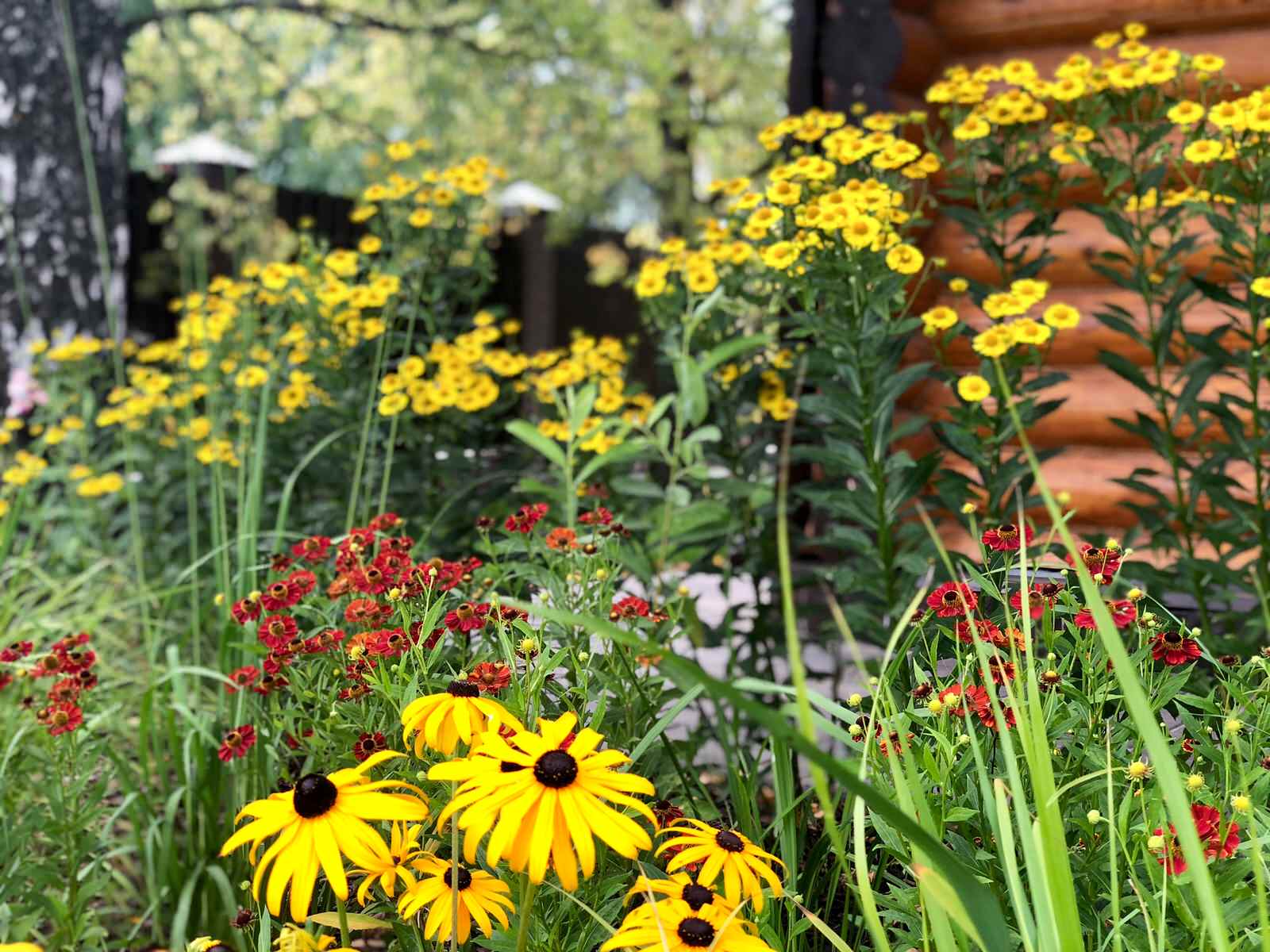 Гелениумы, рудбекии, молния. Август 2018