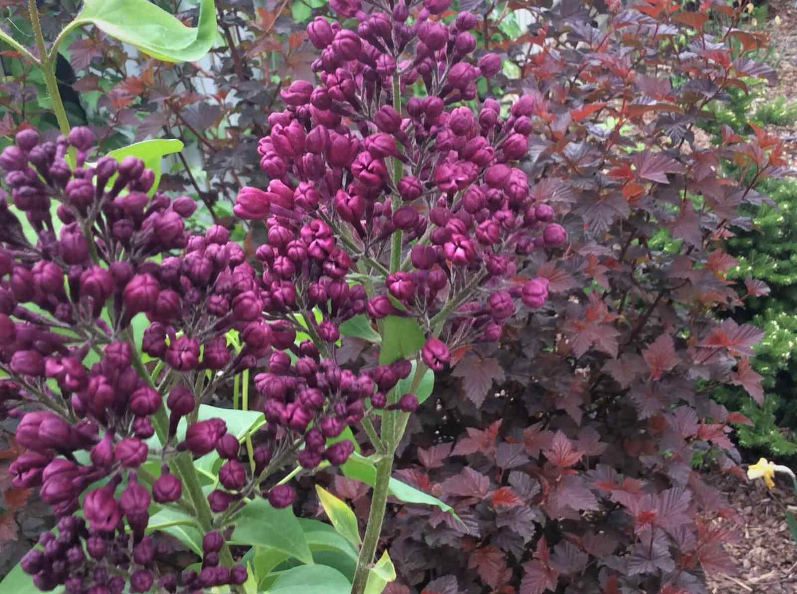 СНЫ О ЧЕМ_ТО БОЛЬШЕМ...