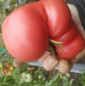 Денис Фирсов