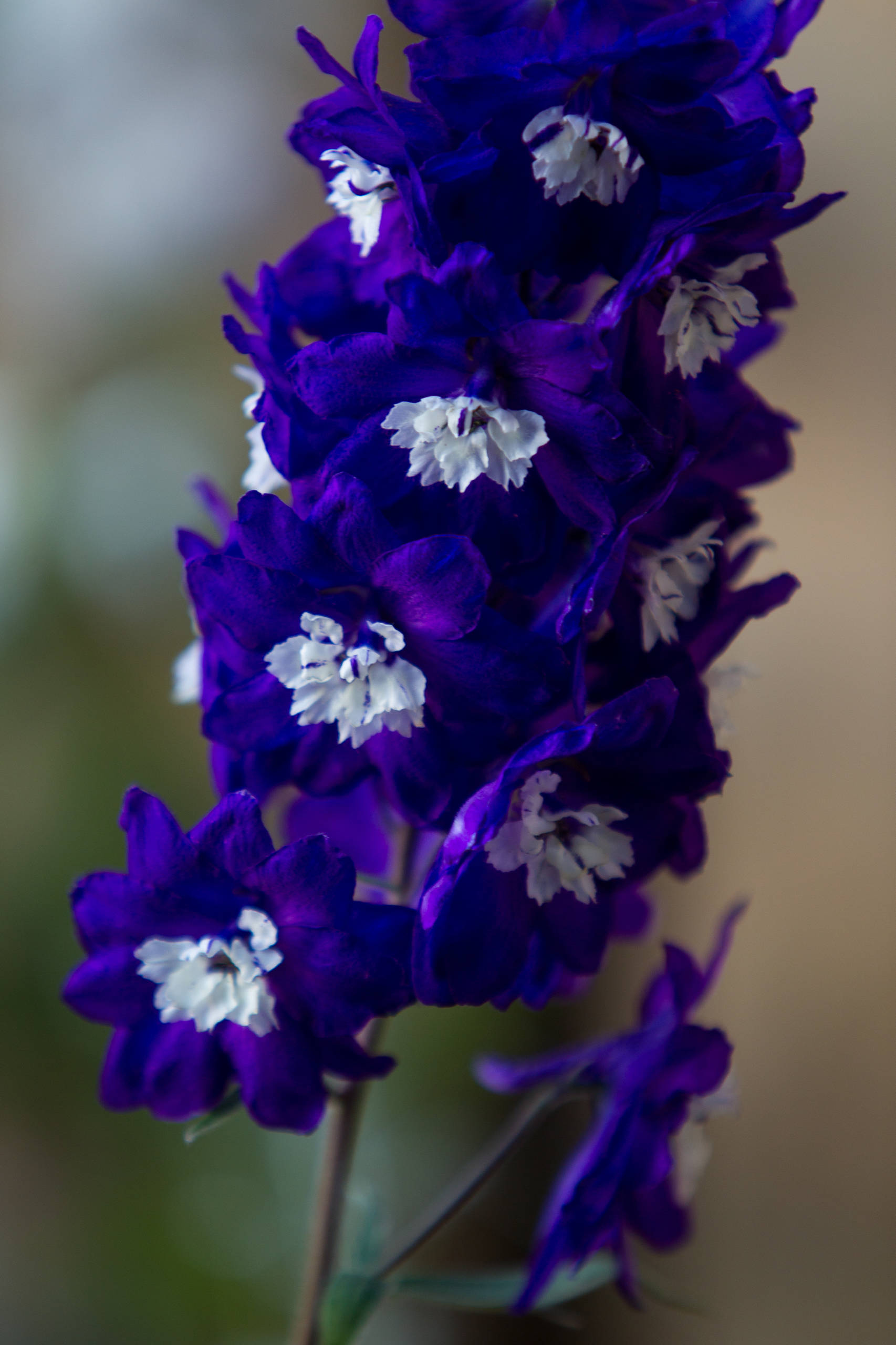 Проект недели: Французский сад на выставке в Москве