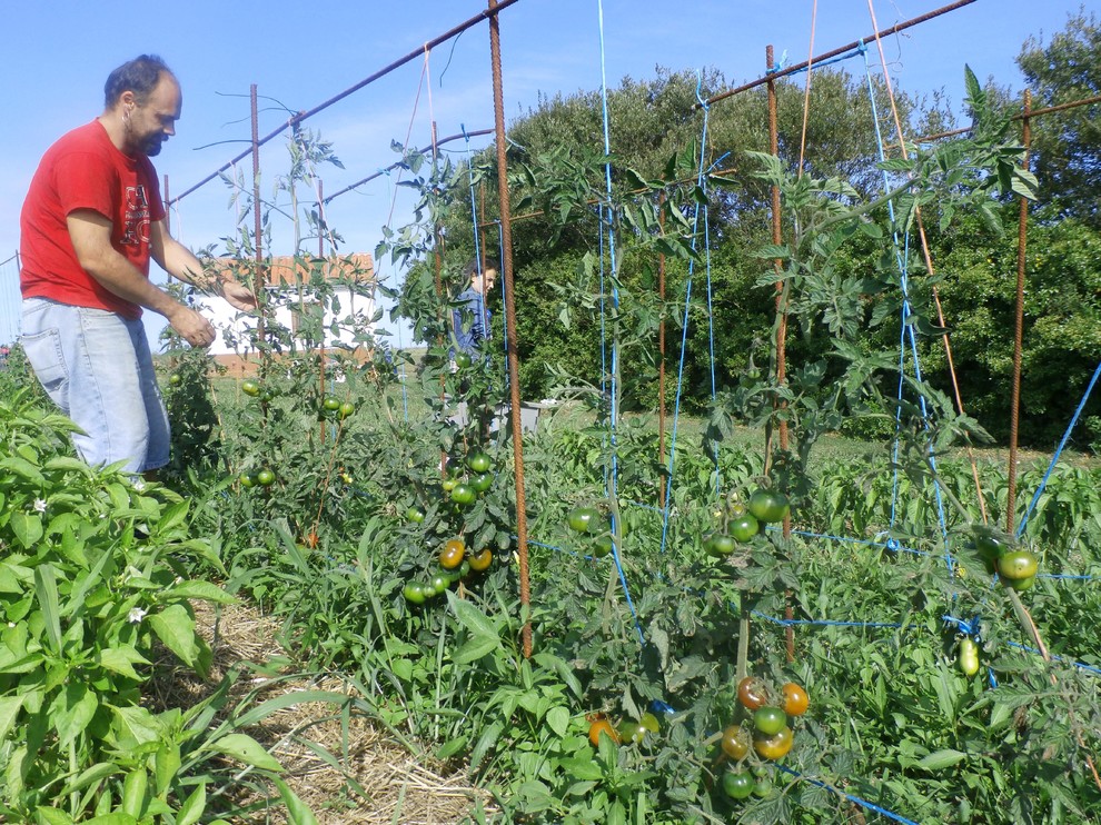 Мир дизайна: 10 огородников-любителей показывают урожай со своих грядок