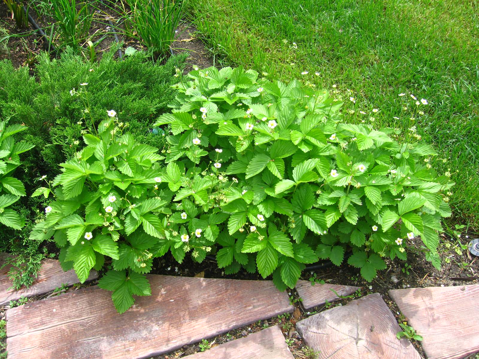 В духе Шале