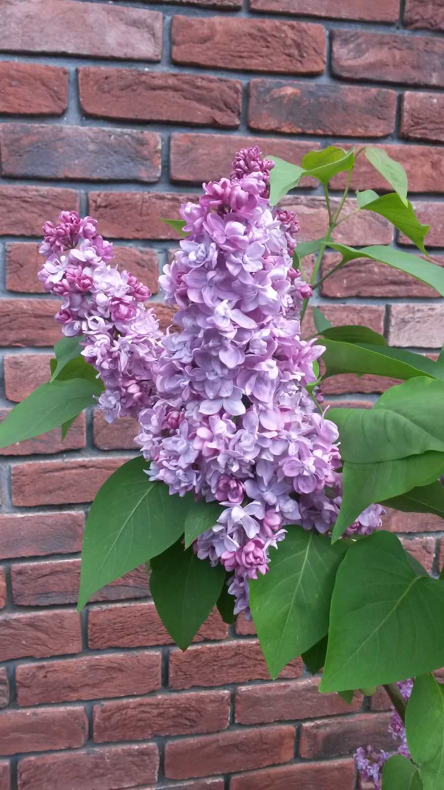Сад в большом городе...