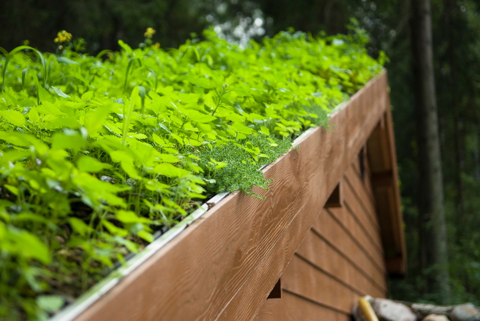 Зеленые кровли. Green roof