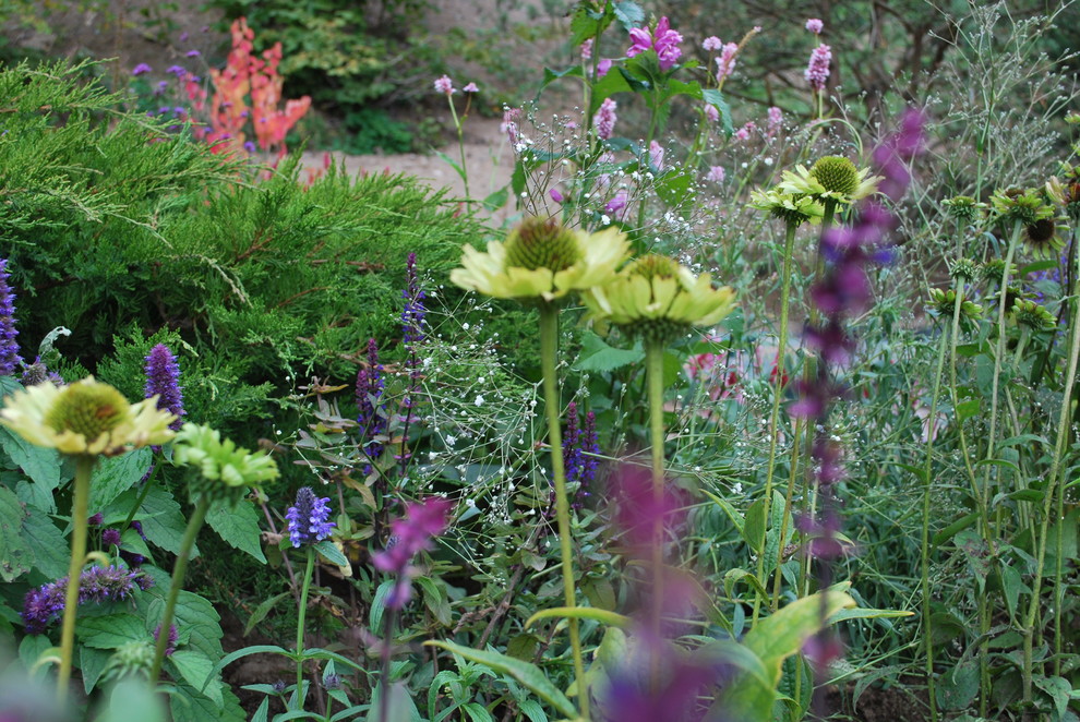 Обложка альбома: Проект недели: Сад простых цветов