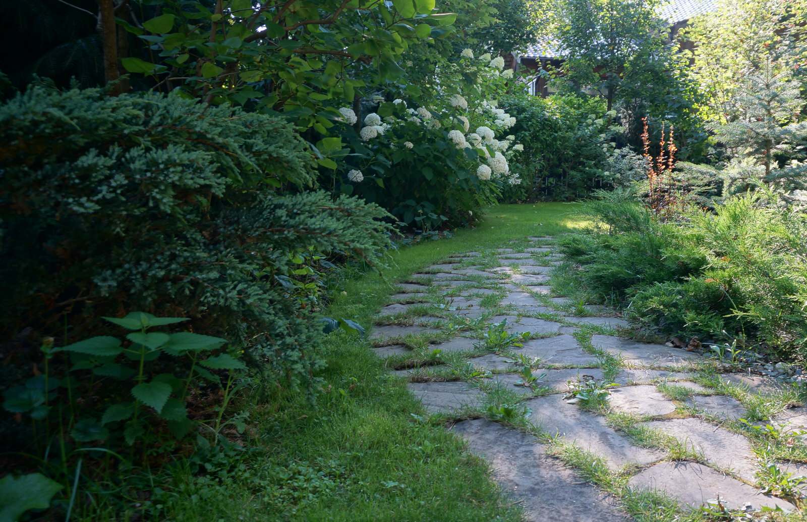 "Березовая роща". Сад в Чеховском районе Московской области, 10 соток.