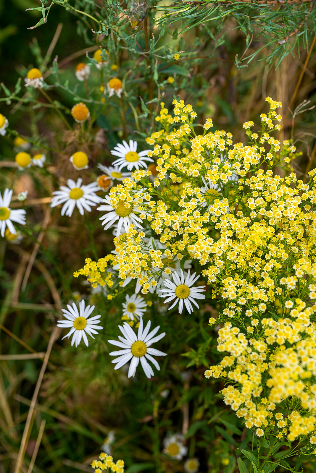 Фотосъемка Выставочного Сада на САДЫ и  ЛЮДИ   2019   -  Сад Наследие . ГРАН-ПРИ