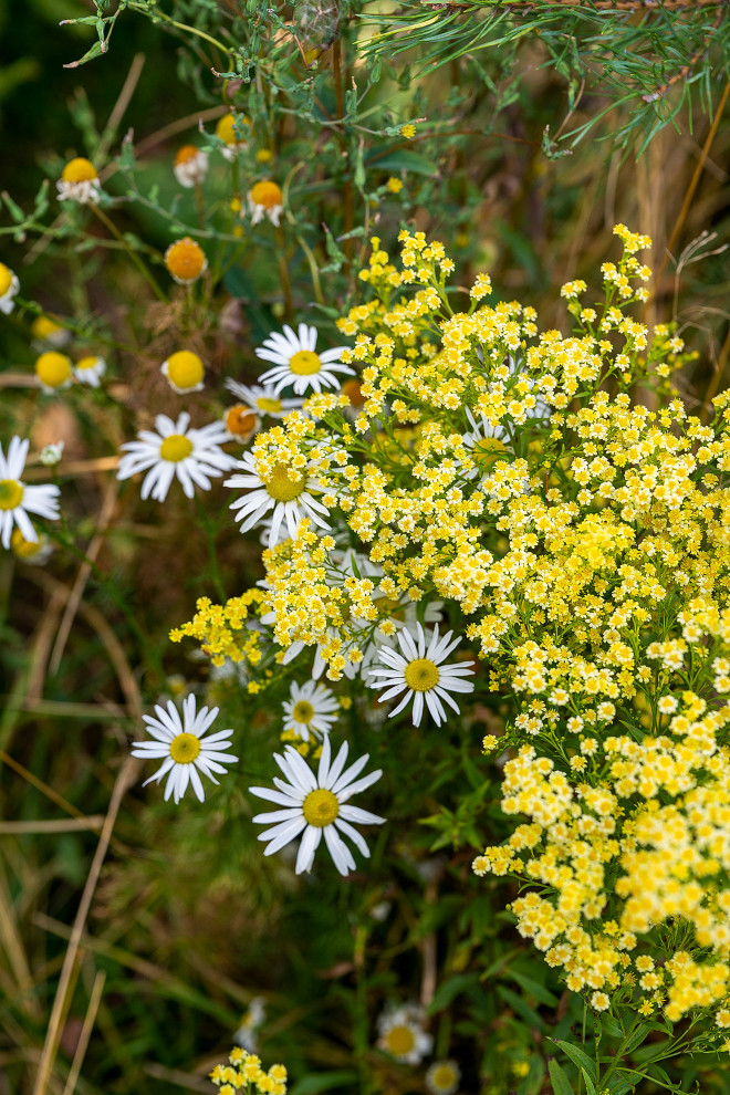 Фотосъемка Выставочного Сада на САДЫ и  ЛЮДИ   2019   -  Сад Наследие . ГРАН-ПРИ
